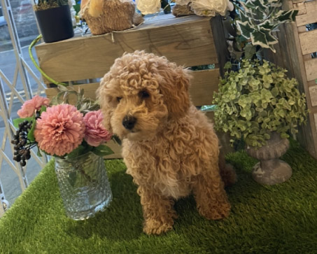 Rolo at La Suite Hair & Beauty Salon In Corbridge